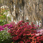 Azaleas and Spanish Moss in New Orleans