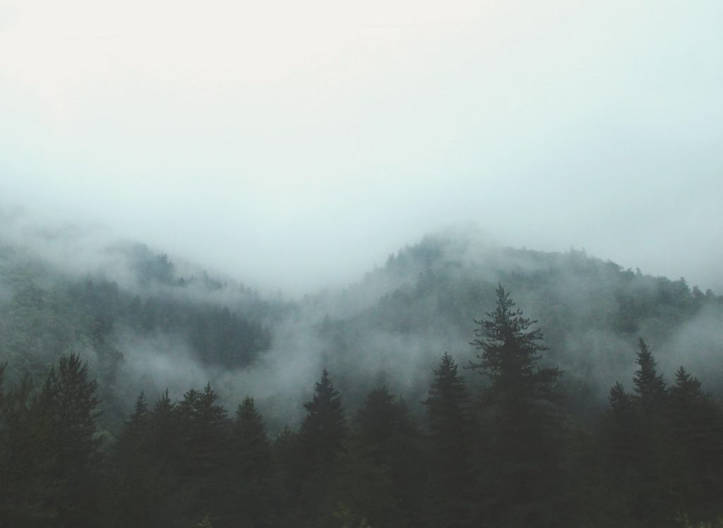 trees under mist